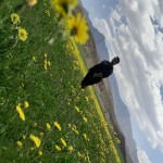 تصویر پروفایل امیر حسین