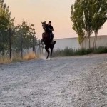 تصویر پروفایل مسعود